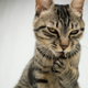 Image for article titled I Just Found Out That Cats Would Kill Us if They Were Bigger. I Replied, ‘No Shit’
